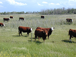 Cattle Grazing