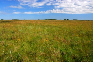 Picture of Natural Habitats